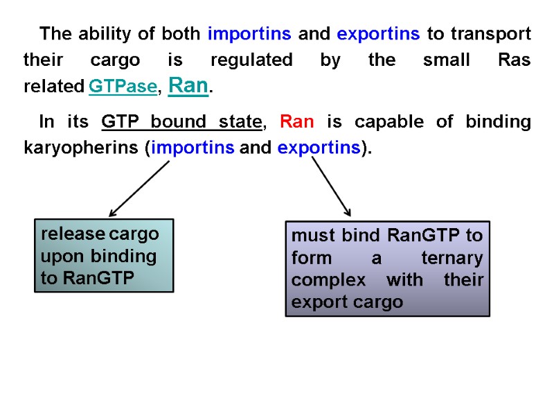 The ability of both importins and exportins to transport their cargo is regulated by